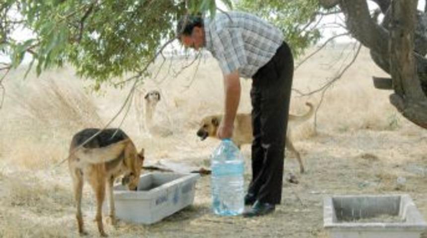 Sel&ccedil;uklu&rsquo;da hayvanlar i&ccedil;in yiyecek istasyonu kuruluyor