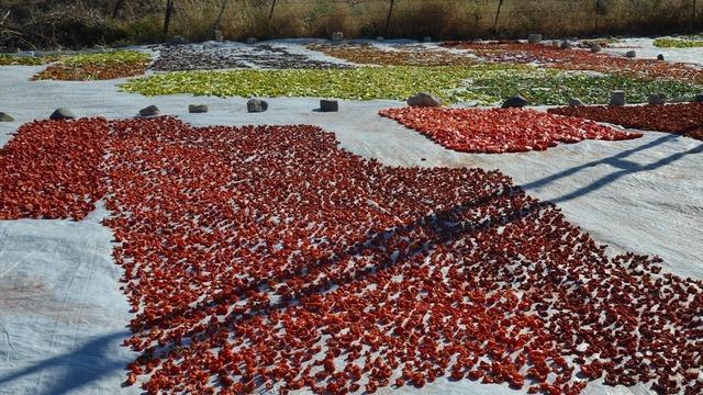 Güneş altında bambaşka bir değere dönüşüyor! Talep Avrupa'ya kadar uzandı
