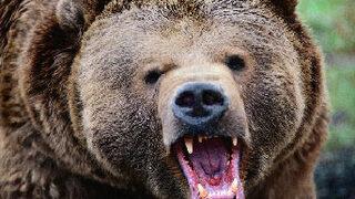 Ayı, Halk Eğitim Müdürünü öldürdü