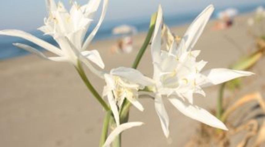 Sahillerin incisi, Karadeniz'de yaşatılmaya &ccedil;alışılıyor