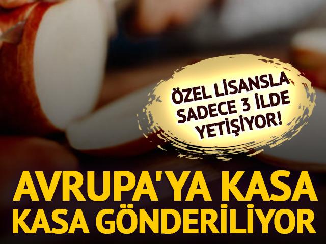 Sıkı kurallar, &ouml;zel lisans! Sadece 3 ilde yetişiyor, d&uuml;nyaya satılıyor