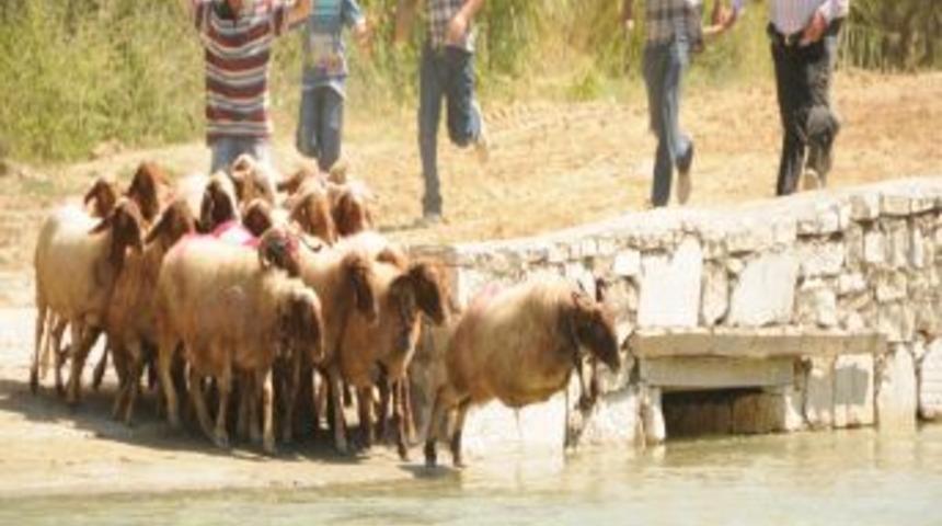 Sekiz asırlık gelenek 'Sudan Koyun Ge&ccedil;irme Yarışması' yapıldı