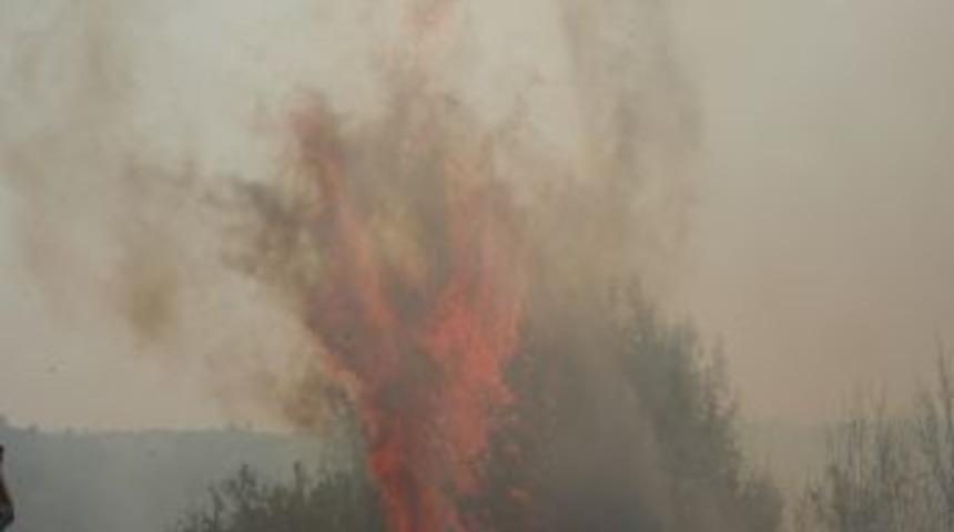 Kadirli&rsquo;de 7 d&ouml;n&uuml;m kızıl&ccedil;am ormanı yangında k&uuml;l oldu