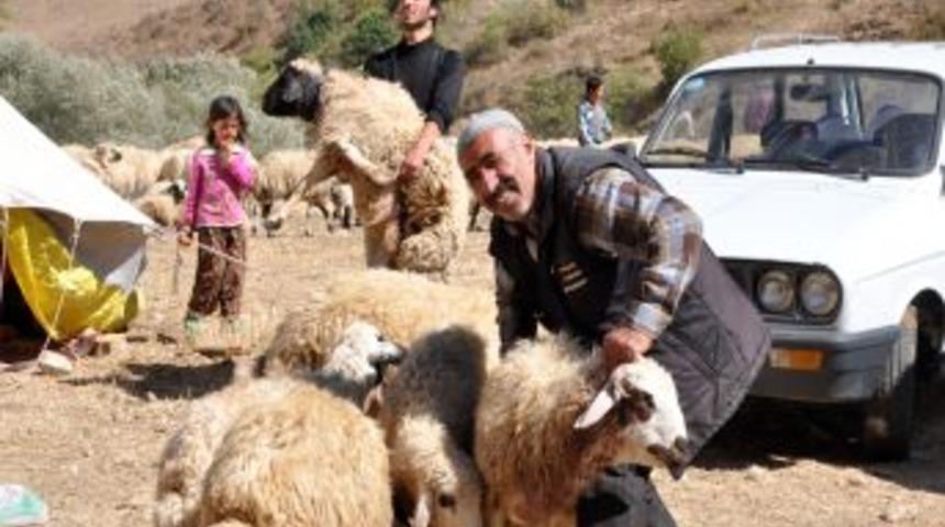 Erzurum'da ayı 70 koyunu telef etti, 26 sını yaraladı