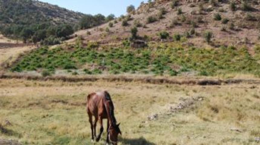 Tozdan etkilenen &uuml;z&uuml;m bağlarında verim d&uuml;şt&uuml;