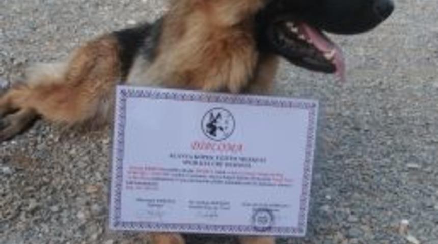 Eğitimlerini tamamlayan k&ouml;pekler t&ouml;renle diploma aldı