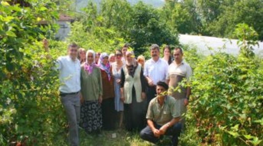 Organik ahududu ve b&ouml;ğ&uuml;rtlen bah&ccedil;eleri meyveye durdu
