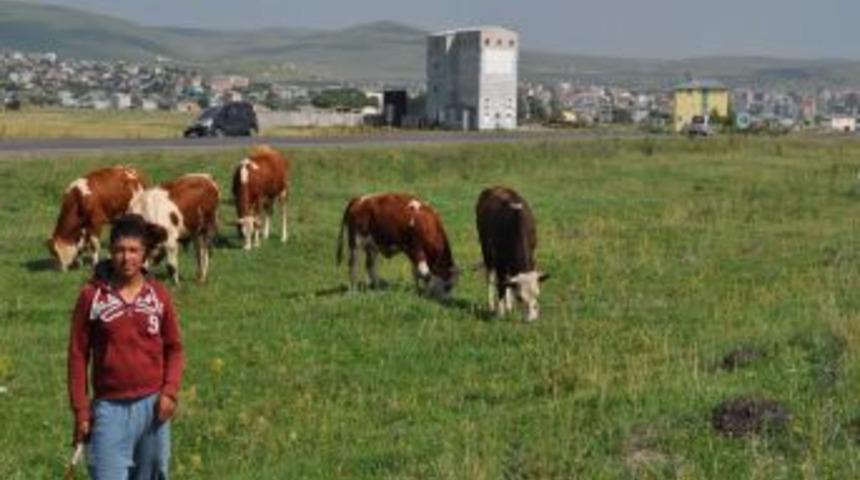 Ardahan, şap g&ouml;r&uuml;lmesi sebebiyle karantinaya alındı