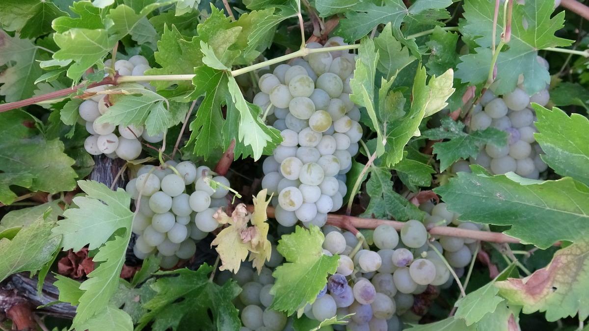Talep adeta patladı! &Uuml;reticinin elinde kalmadı, kilosu 600 TL yi g&ouml;rd&uuml; 1