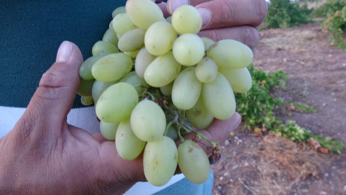 Talep adeta patladı! &Uuml;reticinin elinde kalmadı, kilosu 600 TL yi g&ouml;rd&uuml; 2