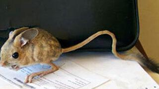 Görenleri şaşkına çevirdi