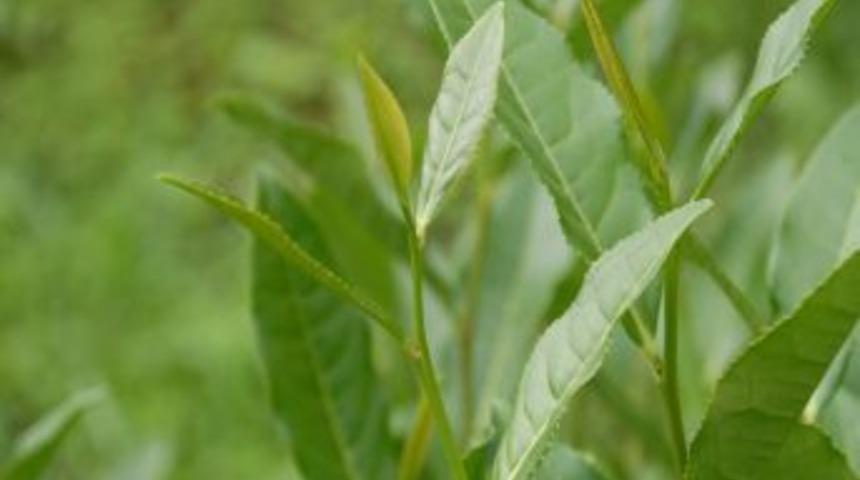 &Ccedil;AYKUR, &ccedil;ayın ana vatanına &ccedil;ay ihra&ccedil; edecek