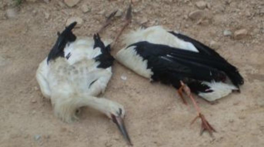 Leylekler, Kocaeli&rsquo;nde elektrik kesintilerine yola a&ccedil;ıyor