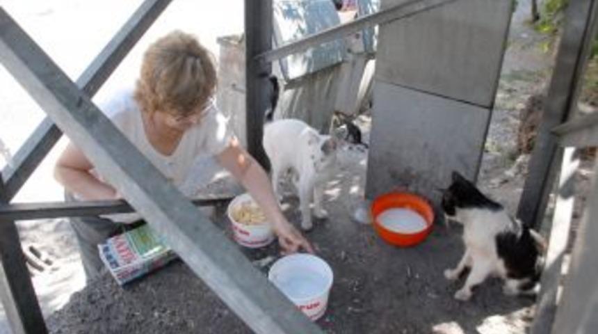 Sokak hayvanları i&ccedil;in 'Bir Kap Su' bıraktılar