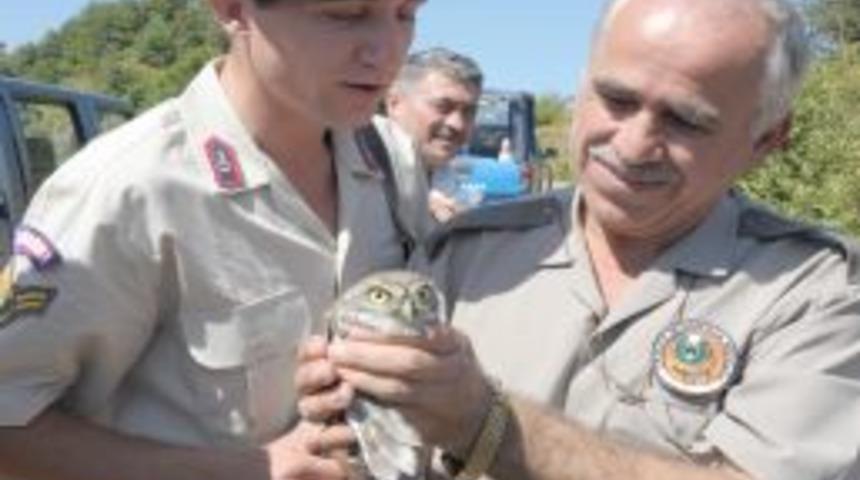 &Ccedil;alılara takılı halde bulunan baykuş, doğaya salındı