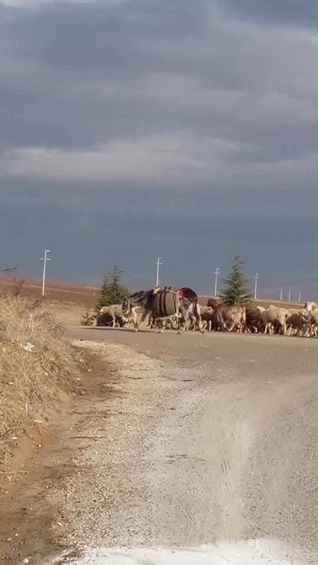 Yola aniden &ccedil;ıkan koyun kazaya sebep oldu, 1 yaralı 1