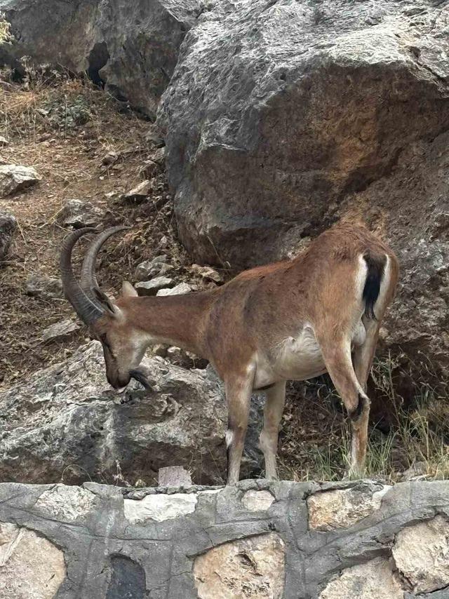 Keban&rsquo;da dağ ke&ccedil;ileri g&ouml;r&uuml;nt&uuml;lendi 1