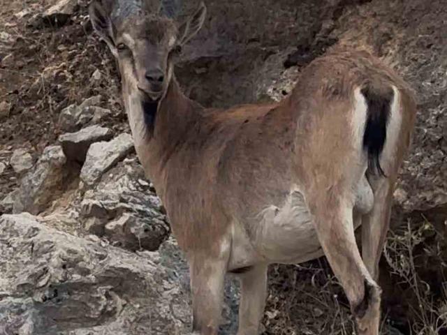 Keban&rsquo;da dağ ke&ccedil;ileri g&ouml;r&uuml;nt&uuml;lendi