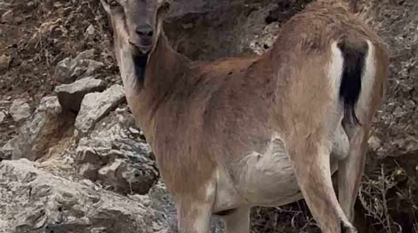 Keban&rsquo;da dağ ke&ccedil;ileri g&ouml;r&uuml;nt&uuml;lendi