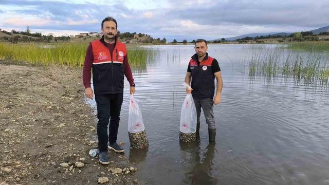 Kastamonu’da göletlere 800 bin sazan balığı yavrusu salındı 5