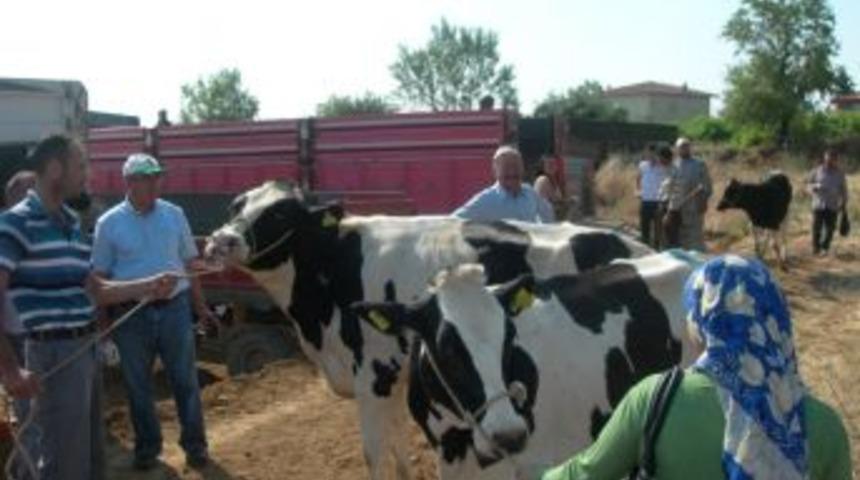 &Ccedil;al&rsquo;da hayvancılığı geliştirmek i&ccedil;in gebe d&uuml;ve dağıtıldı