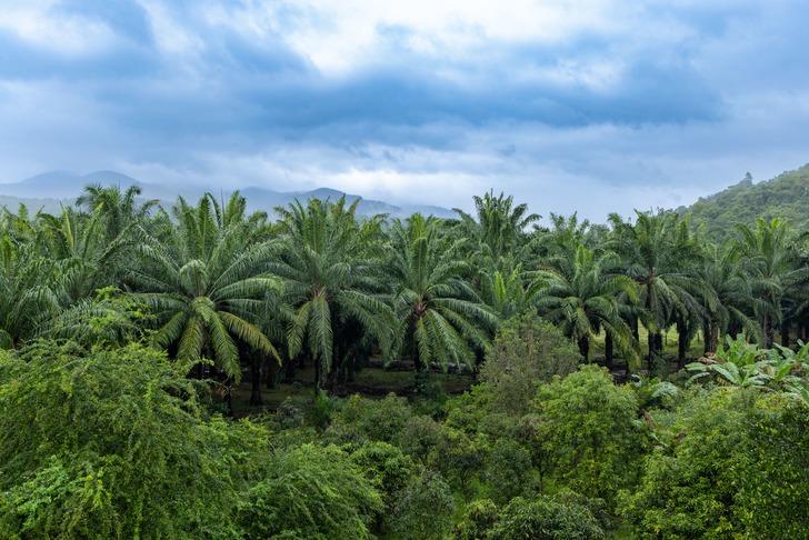 Paketli abur cuburların neredeyse tamamında kullanılan palm yağı en &ccedil;ok hangi &uuml;lkeden geliyor?