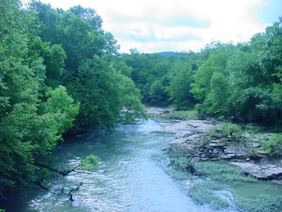 Nadir bulunan binlerce midyeyi nehre bıraktılar! Tek bir amaçları var 1