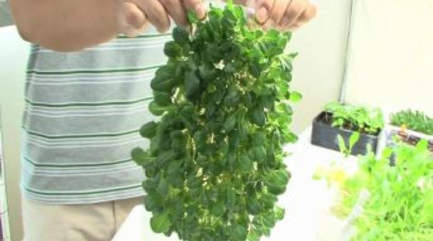 İnce film &uuml;zerinde toprak kullanılmadan bitki yetiştirildi