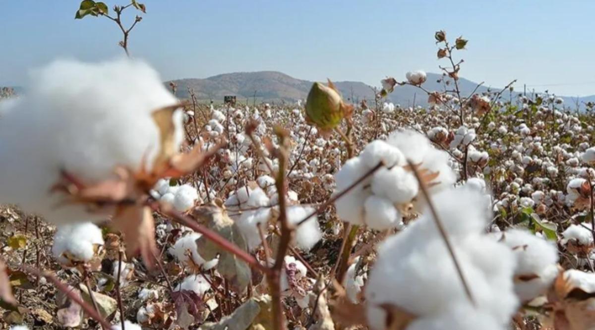 S&ouml;ke TARİŞ a&ccedil;ıkladı! Pamukta yeni sezon rakamı belli oldu 2