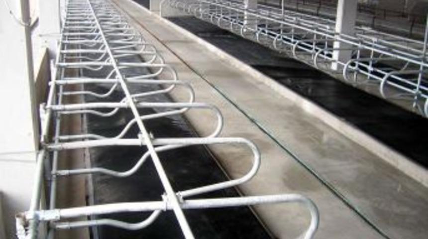 Sarıkız'ın altına yatak serilince s&uuml;t verimi y&uuml;zde 30 arttı