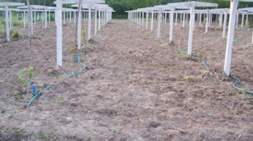 Ordu'da kiviler kurudu