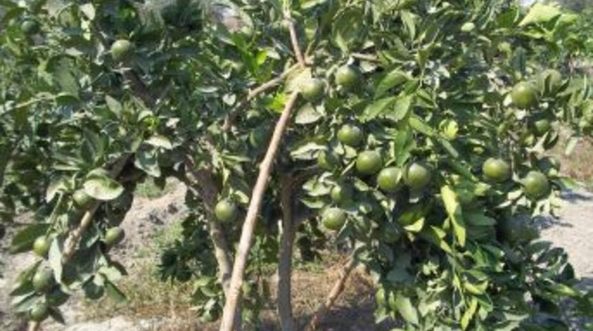 Okitsu cinsi mandalinanın kesimine başlandı