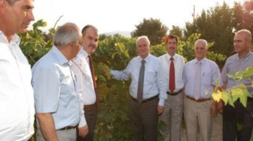 Denizli&rsquo;de sultani &ccedil;ekirdeksiz &uuml;z&uuml;m hasadı başladı