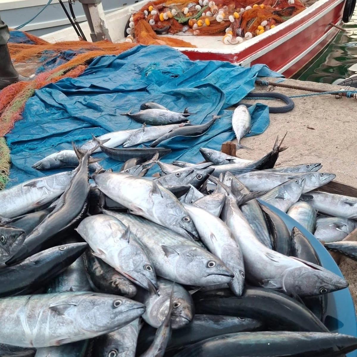Kastamonu da palamut bolluğu: Tanesi 75 TL ye satılıyor 1