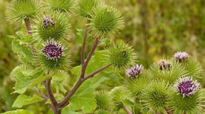 &Ouml;ld&uuml;ren bitkiye dikkat