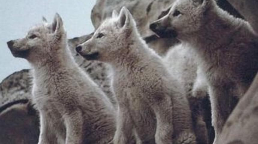 &Ouml;ks&uuml;z yavru kurtlar sahipsiz değil