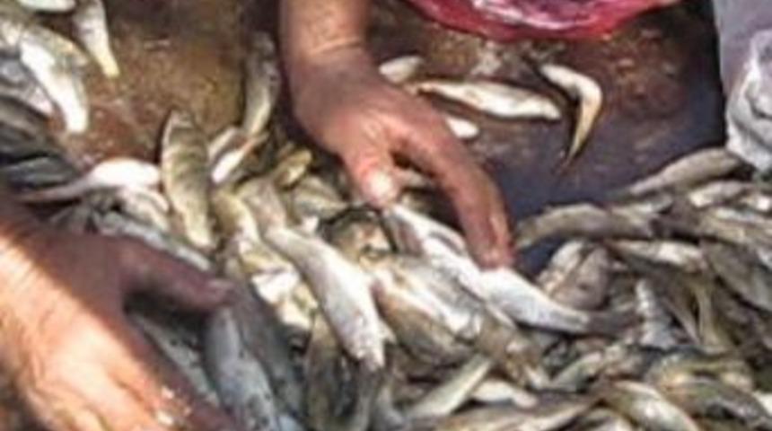 Kağızman morpet deresinde balık bolluğu