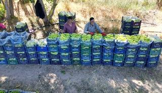 86 yaşında &uuml;retime devam ediyor! Yetiştirdiği biberler b&ouml;lgeye yetiyor
