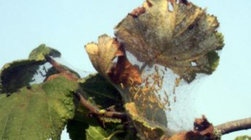 Fındık &uuml;reticileri, Amerikan Beyaz Kelebeği'ne karşı uyarıldı