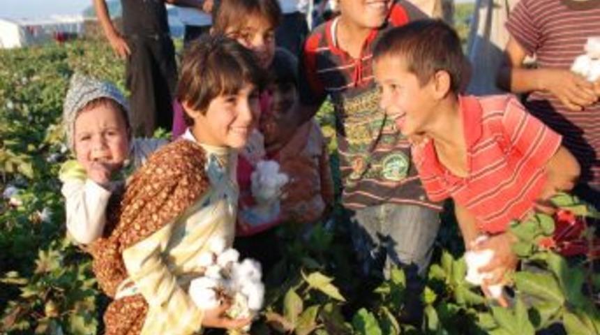 Okul har&ccedil;lıklarını pamuk toplayarak &ccedil;ıkartıyorlar