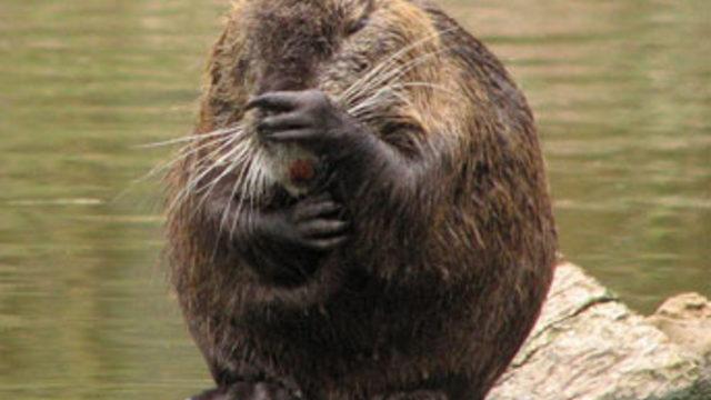 Türkiye ilk defa göründü...