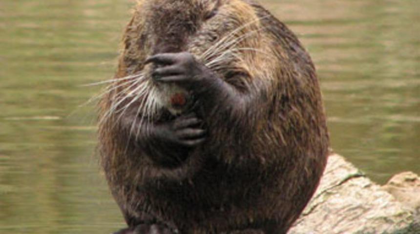 T&uuml;rkiye ilk defa g&ouml;r&uuml;nd&uuml;...