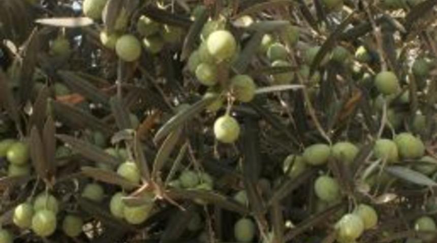 &ldquo;&Ccedil;ukurova'da Zeytin Araştırma Merkezi kurulmalı&rdquo;