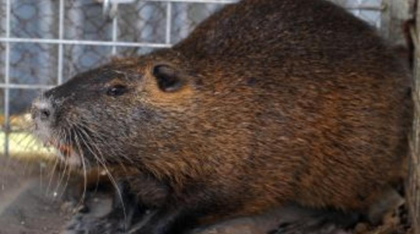 Sınırı ge&ccedil;en su maymunu koruma altına alındı