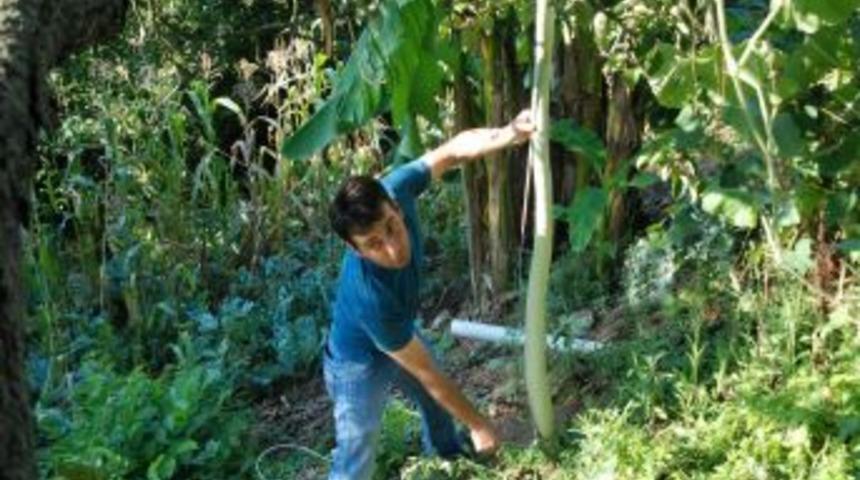 Bah&ccedil;esindeki kabağın uzunluğu 1.5 metreden b&uuml;y&uuml;k