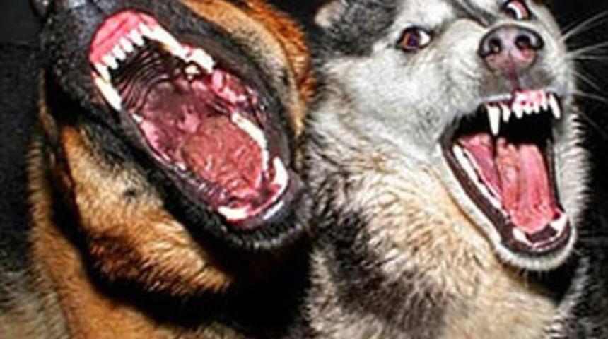 Ergani'de 2 k&ouml;y karantinaya alındı