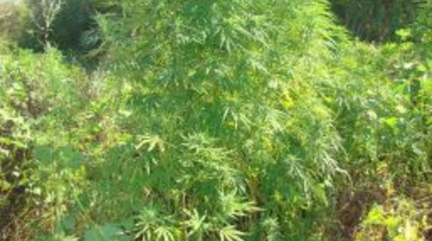 Hazine arazi &uuml;zerine ekilmiş 10 bin k&ouml;k kenevir ele ge&ccedil;irildi