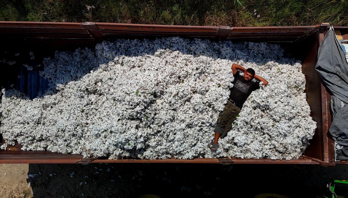 Adana&rsquo;da beyaz altın mesaisi başladı! Kilosu 40 liradan satılıyor 3