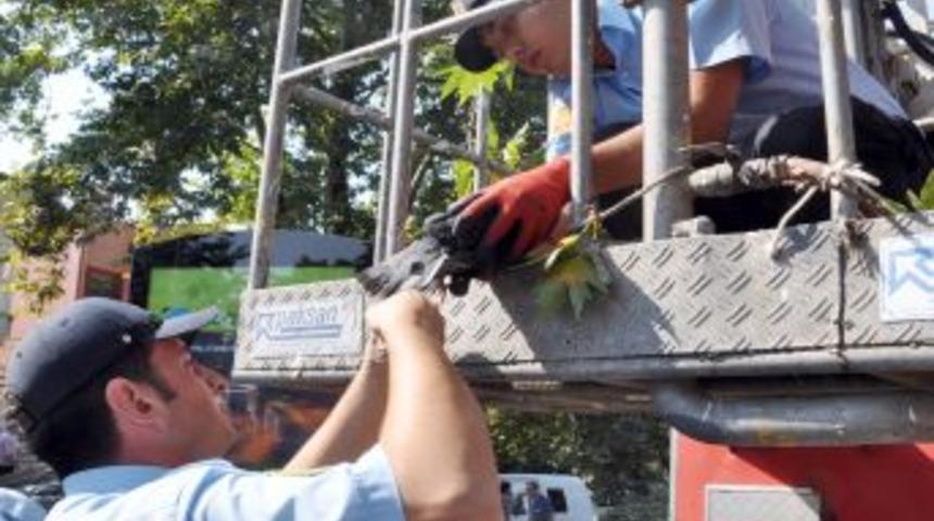 Ağa&ccedil;ta mahsur kalan g&uuml;vercin kurtarıldı