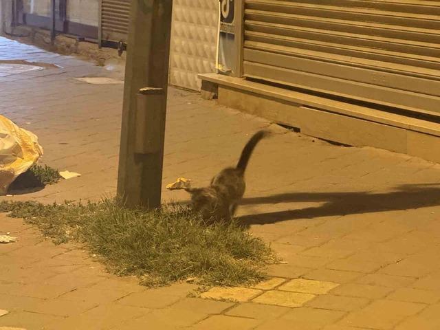 Iğdır’da kedinin fareyle 20 dakikalık oyunu kamerada 1